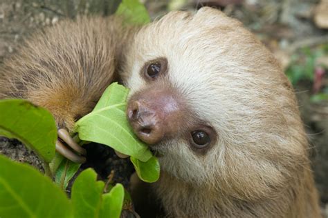What do sloths eat - A: No, sloths primarily eat leaves, buds, and twigs from trees, but they do not eat grass. Their diet consists mainly of the leaves of specific tree species found in their natural habitat. Q: What is the reason sloths don’t eat grass?